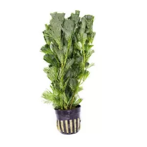 Cabomba aquatica (Pot)