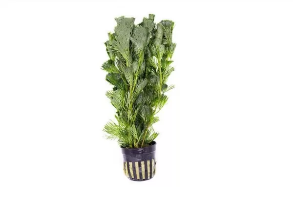 Cabomba aquatica (Pot)