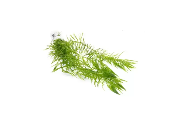 Ceratophyllum Demersum/ Hornwort / Tiger Tail - Image 2