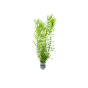 Ceratophyllum Demersum/ Hornwort / Tiger Tail