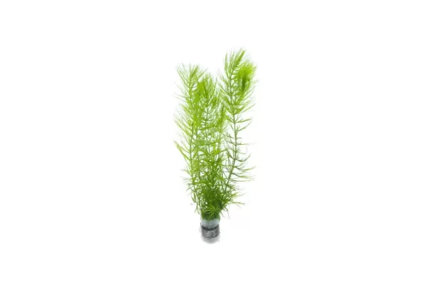 Ceratophyllum Demersum/ Hornwort / Tiger Tail