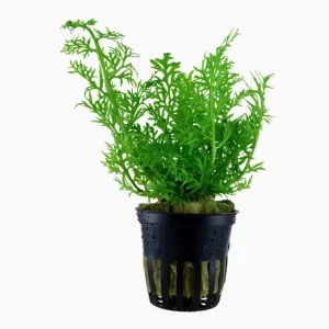 Ceratopteris thalictroides