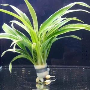 Chlorophytum bichetii