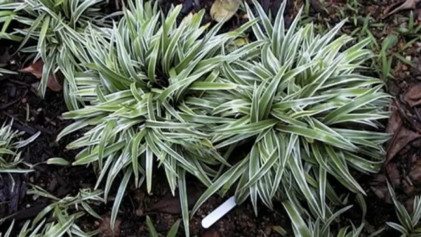 Chlorophytum bichetii - Image 2