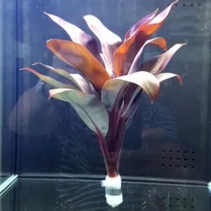 Cordyline 'Compacta'