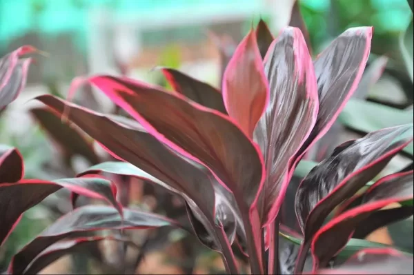 Cordyline 'Red edge' - Image 2