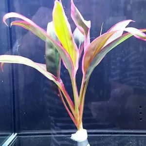 Cordyline 'Red edge'