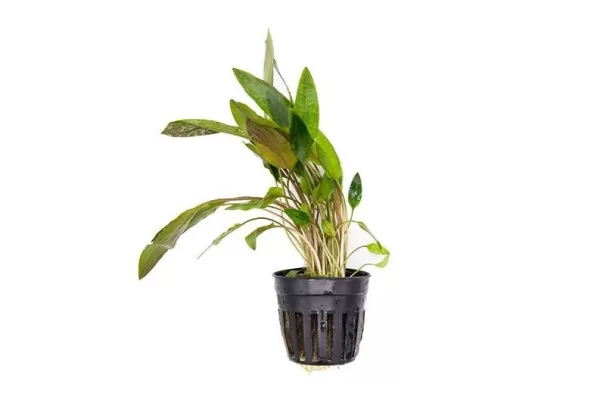 Cryptocoryne beckettii - Image 2