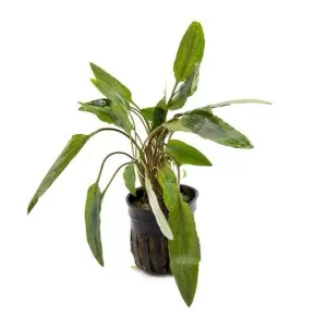 Cryptocoryne beckettii