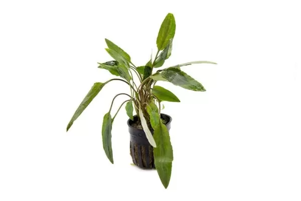 Cryptocoryne beckettii