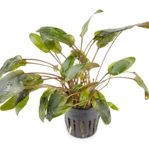 Cryptocoryne Wendtii 'Brown'