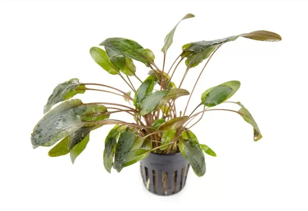 Cryptocoryne Wendtii 'Brown'