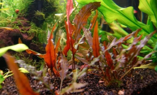 Cryptocoryne Wendtii 'Red' / MIOYA - Image 2