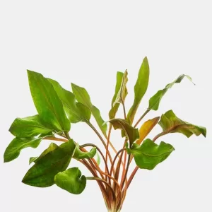 Cryptocoryne Wendtii 'Red' / MIOYA