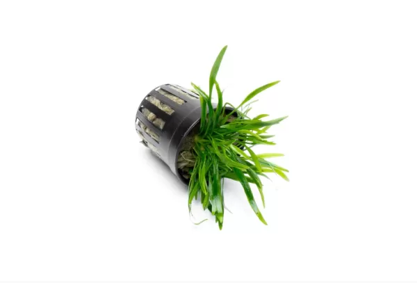 Cryptocoryne lucens - Image 2