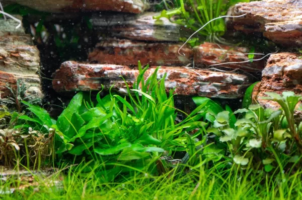 Cryptocoryne lucens - Image 3