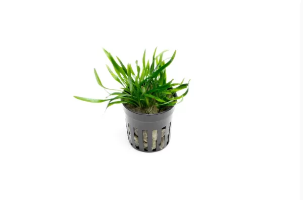 Cryptocoryne lucens