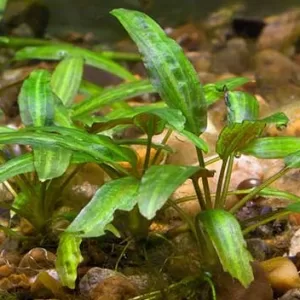 Cryptocoryne wendtii
