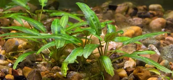 Cryptocoryne wendtii