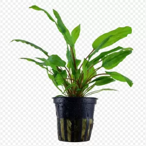 Cryptocoryne wendtii 'Broad Leaf'