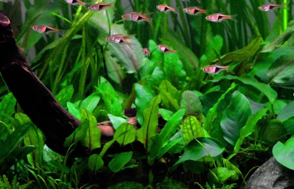 Cryptocoryne wendtii 'Green' - Image 2
