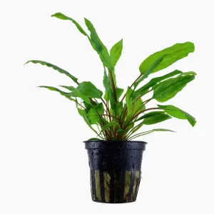 Cryptocoryne wendtii 'Green'