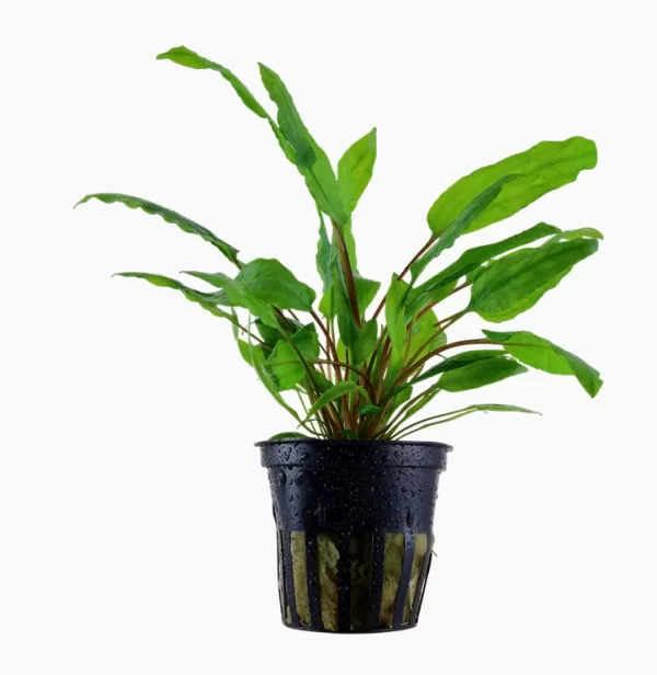 Cryptocoryne wendtii 'Green'