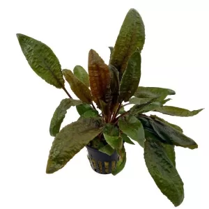Cryptocoryne wendtii 'Tropica'