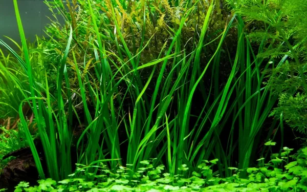 Cyperus helferi - Image 2
