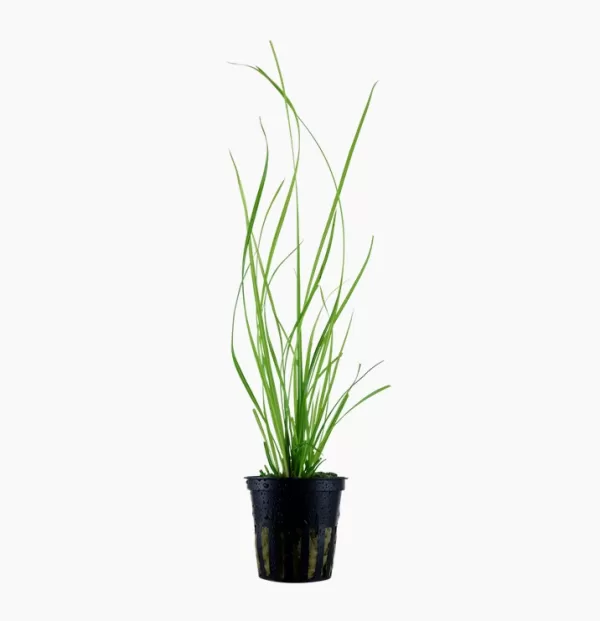 Cyperus helferi