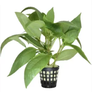 Nomaphila 'Cherry leaf'