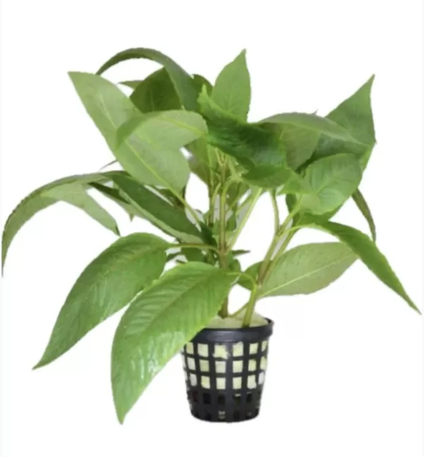 Nomaphila 'Cherry leaf'