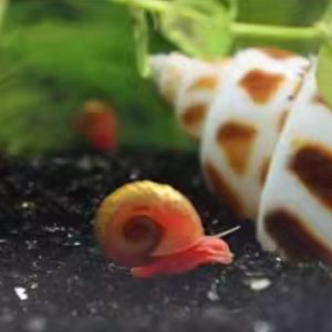 Apple Snail