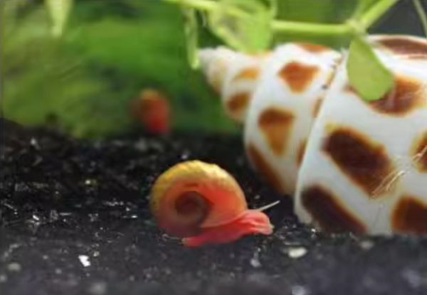 Apple Snail