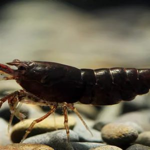 Black Coco Shrimp