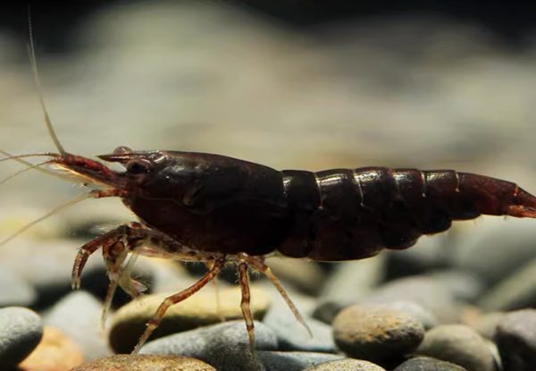 Black Coco Shrimp