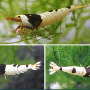 Black Crystal Shrimp