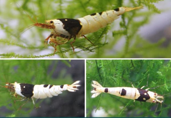 Black Crystal Shrimp