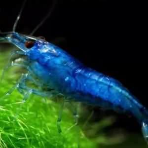 Blue Diamond Shrimp