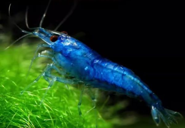 Blue Diamond Shrimp