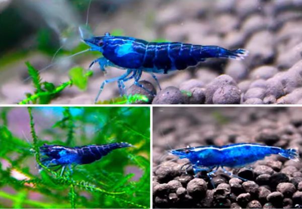 Blue Diamond Shrimp - Image 2