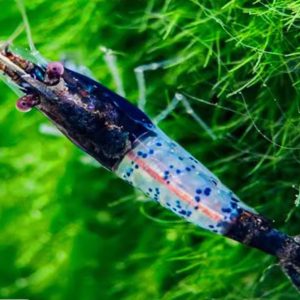 Blue Rili Shrimp