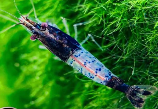 Blue Rili Shrimp