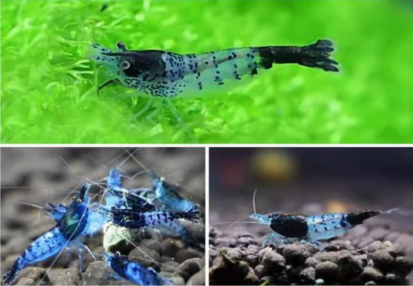 Blue Rili Shrimp - Image 2