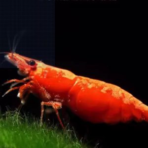 Fire Red Shrimp