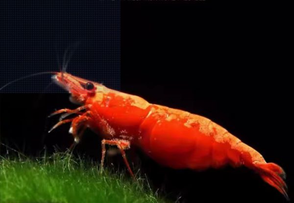 Fire Red Shrimp