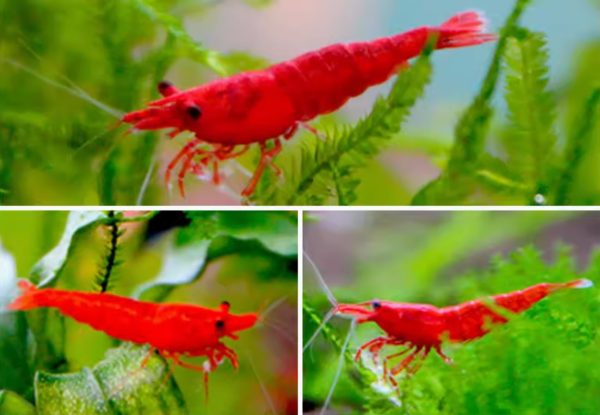 Fire Red Shrimp - Image 2