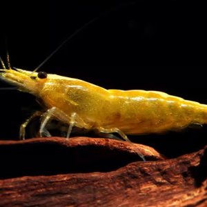 Golden Back Yellow Shrimp | Golden Stripe Yellow Dwarf