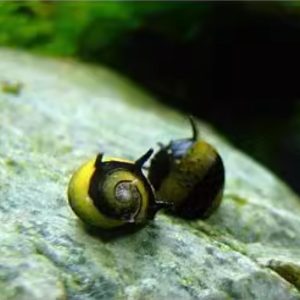 Horn Snail