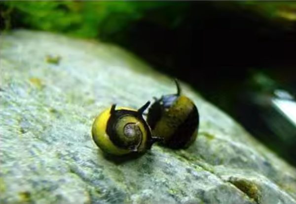 Horn Snail
